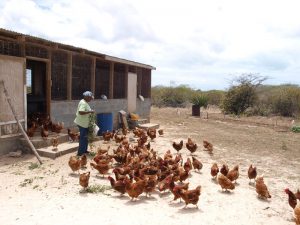 frances chicken farm