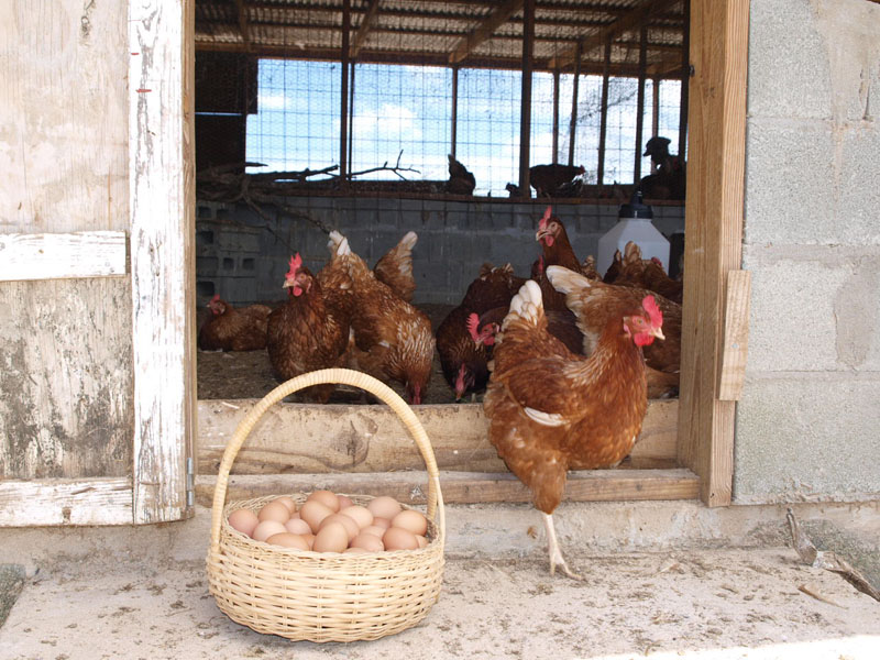 frances chicken farm 2