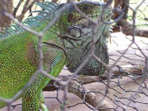 iguana1