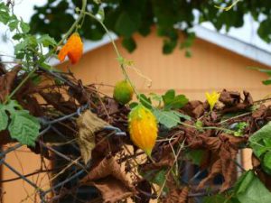 bread-and-cheese-plant-01