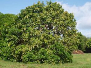 mango-tree-01