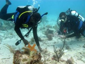 barbuda-blue-halo-project