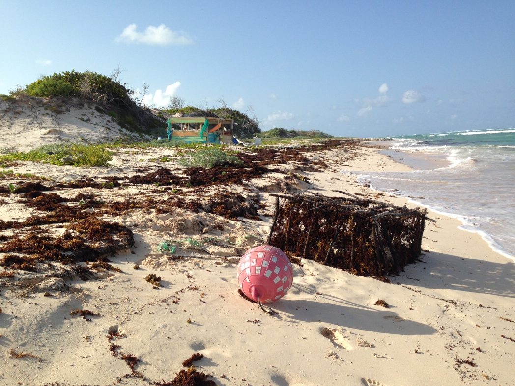 Barbuda is a wildlife paradise - Barbudaful